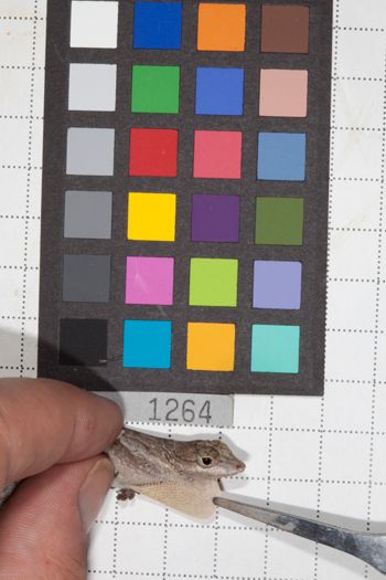 Media type: image;   Herpetology R-190682